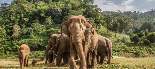 Visita al santuario degli elefanti