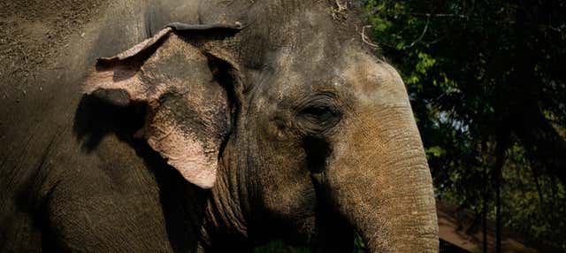 Escursione al Jungle Elephant Sanctuary