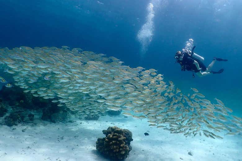 Imagen 3