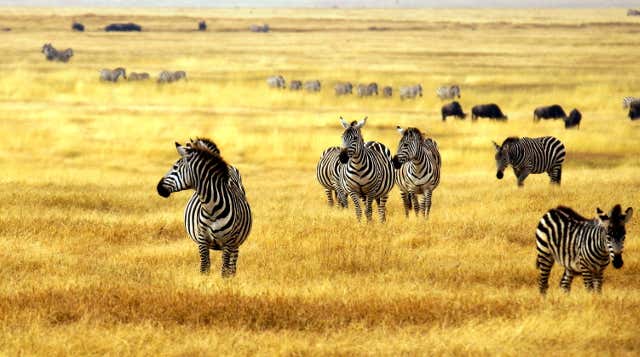 Arusha