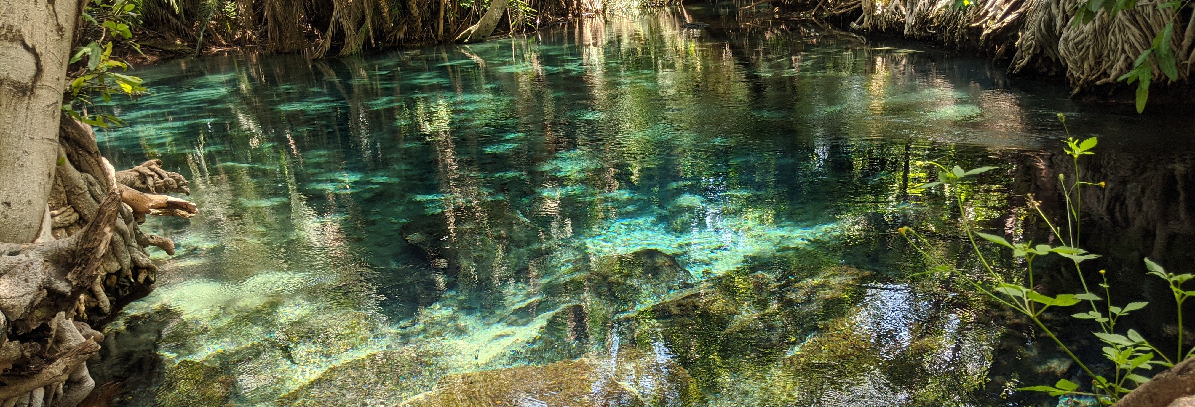 Kikuletwa Hotsprings Day Trip