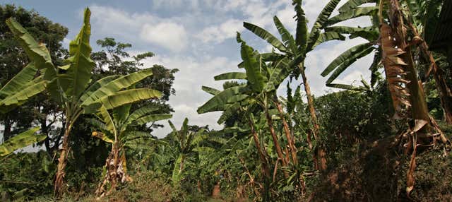 Escursione a Marangu