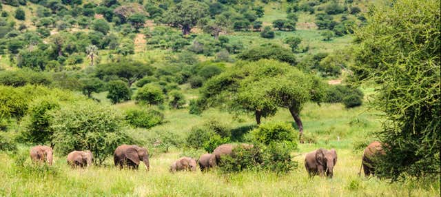 Safari di 6 giorni nel nord della Tanzania
