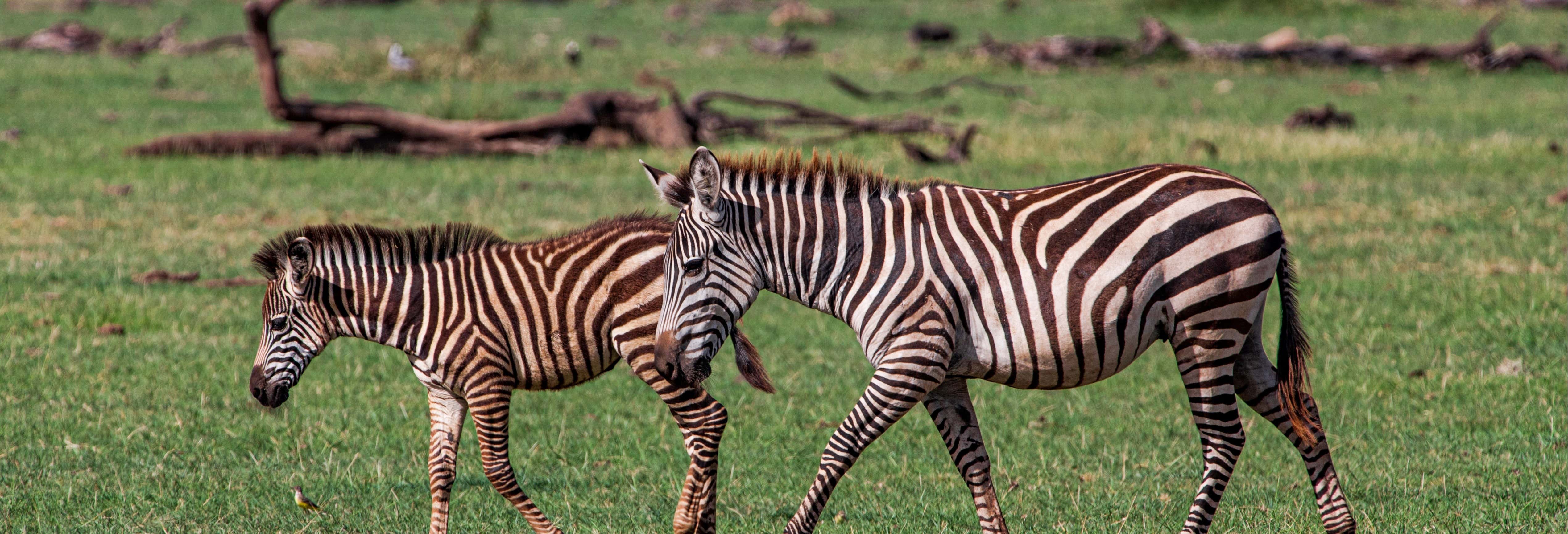 Safari di 8 giorni nel nord della Tanzania