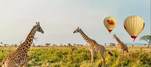 Giro in mongolfiera sul Serengeti