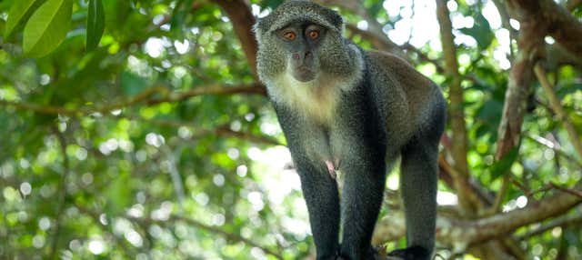 Escursione alla foresta di Jozani