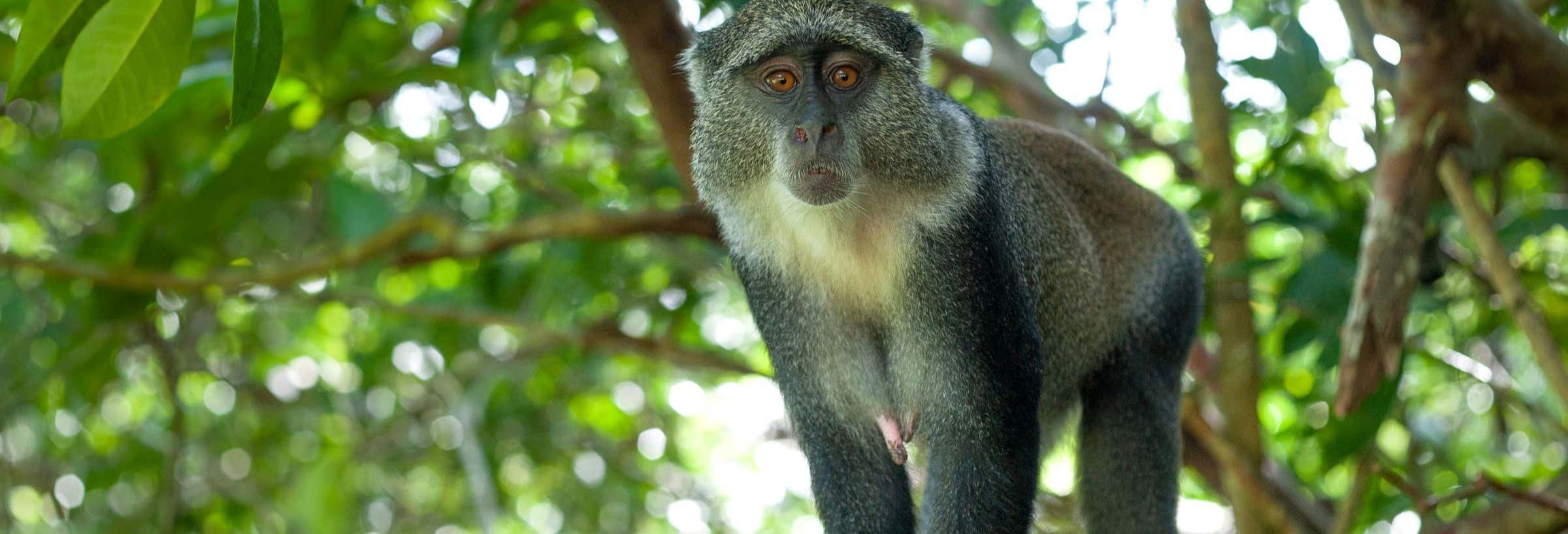Escursione alla foresta di Jozani
