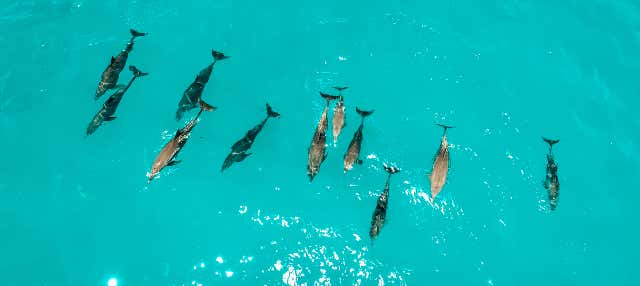 Bagno con i delfini a Zanzibar