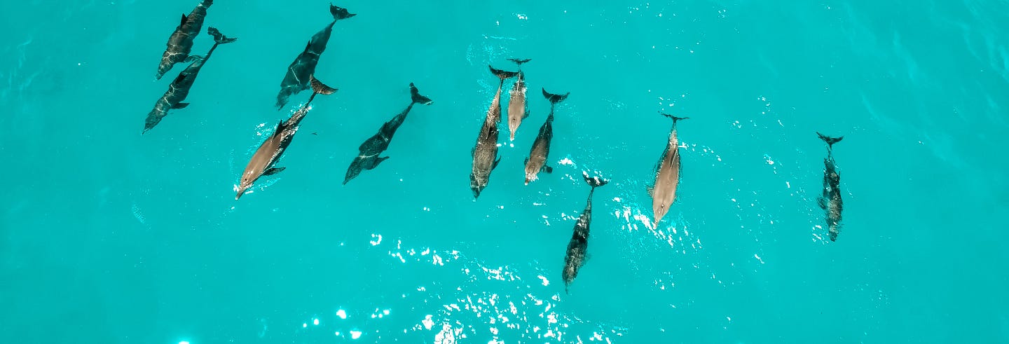 Zanzibar Swimming with Dolphins