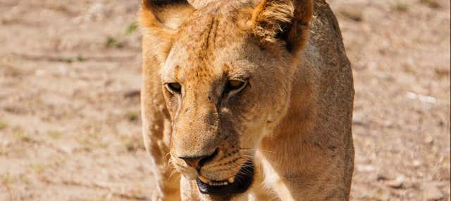 Safari nel Parco Nazionale di Mikumi + Voli di andata e ritorno