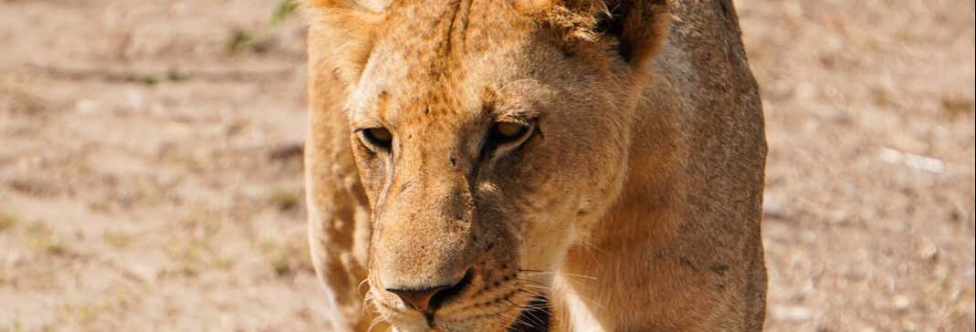 Safari nel Parco Nazionale di Mikumi + Voli di andata e ritorno