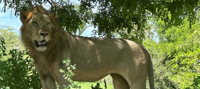 Safari nel Parco Nazionale Nyerere + Voli di andata e ritorno