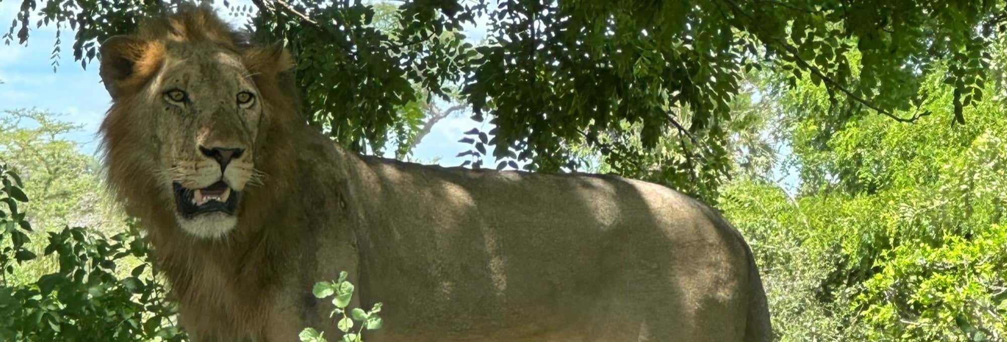 Safari nel Parco Nazionale Nyerere + Voli di andata e ritorno