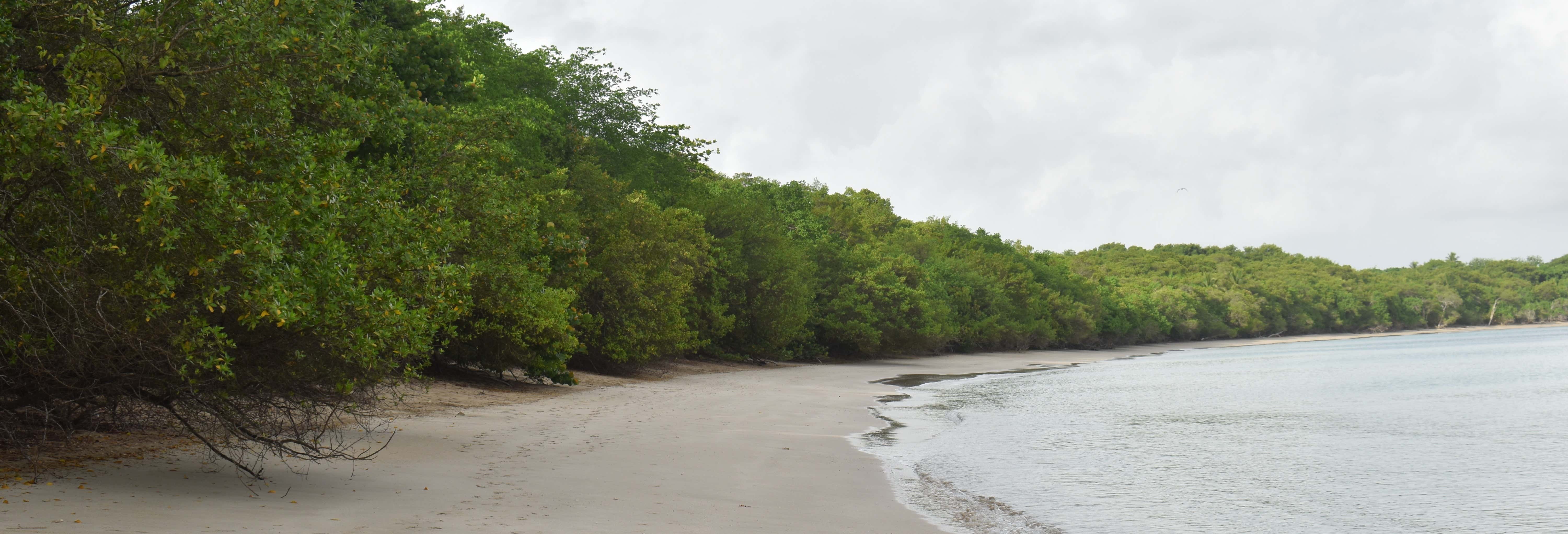 Buccoo Beach