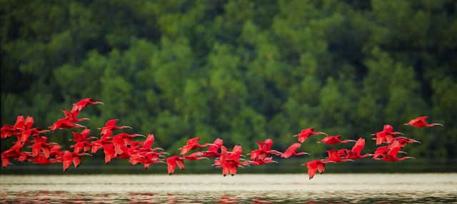 Tour del Caroni Bird Sanctuary