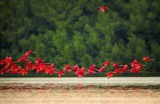 Tour por el santuario de aves Caroni