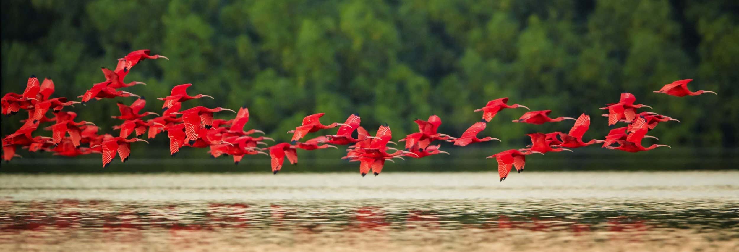 Tour del Caroni Bird Sanctuary