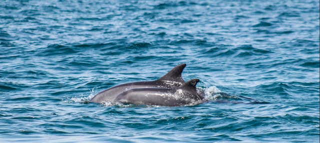 Avvistamento di delfini a Djerba