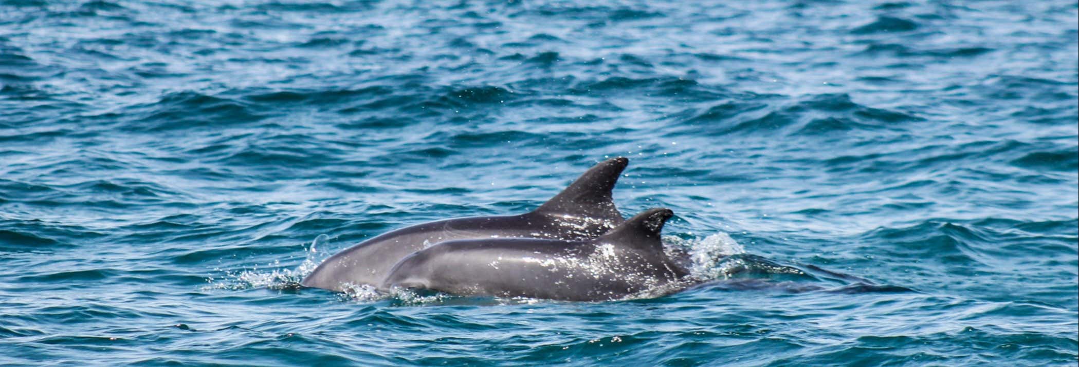 Avvistamento di delfini a Djerba