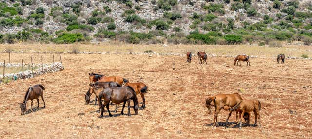 Passeggiata a cavallo a Marmaris
