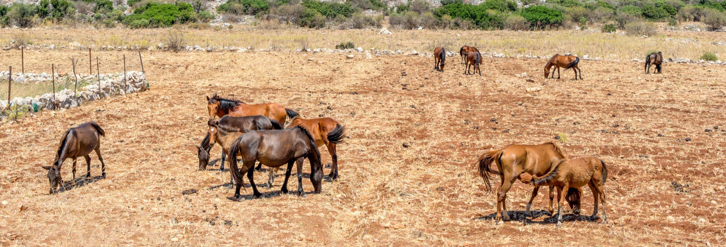 Passeggiata a cavallo a Marmaris