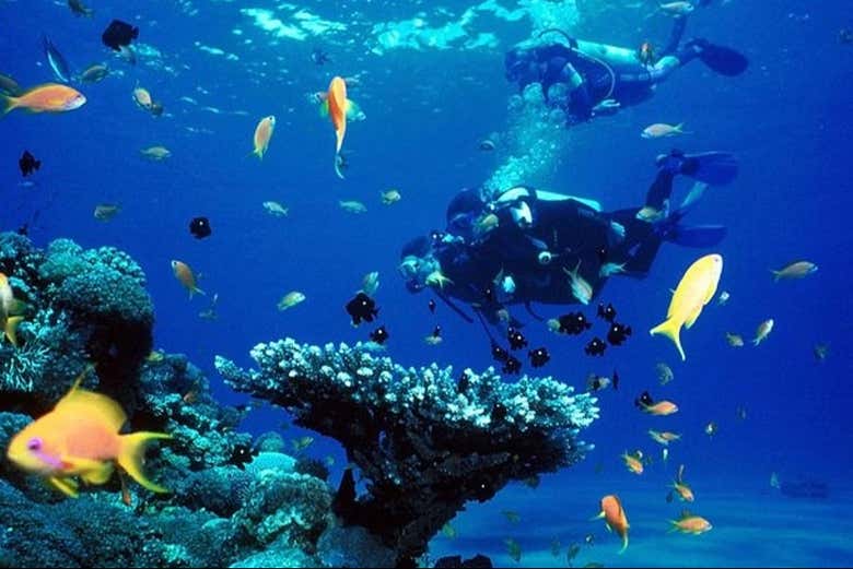 Imagen 2