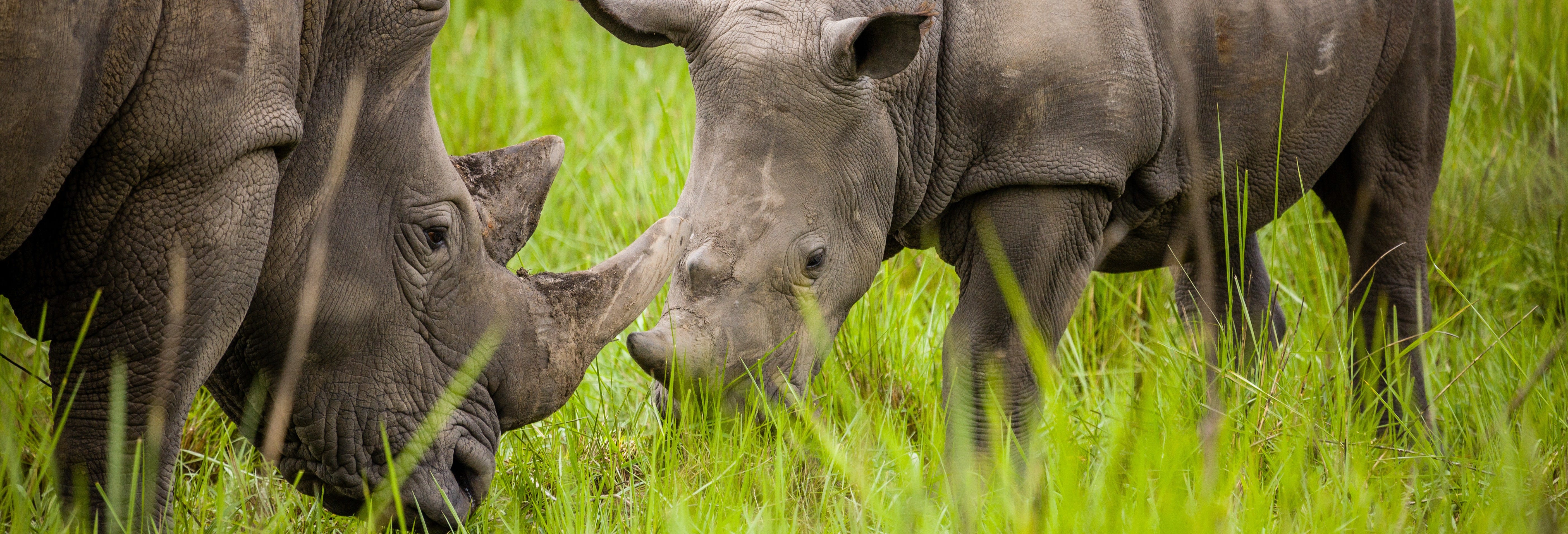 Ziwa Rhino Sanctuary Tour