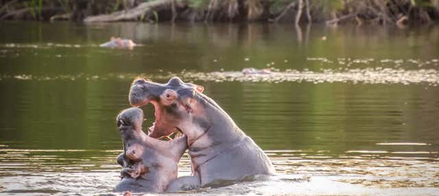 Safari di 2 giorni al Parco Nazionale del Lago Mburo