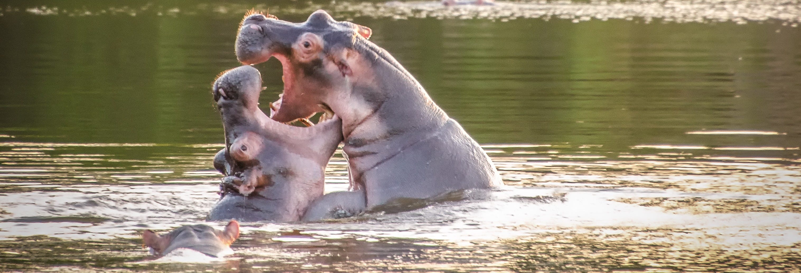 Lake Mburo National Park: 2 Day Safari