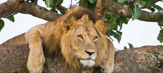 Safari di 5 giorni nel Parco Nazionale della Regina Elisabetta