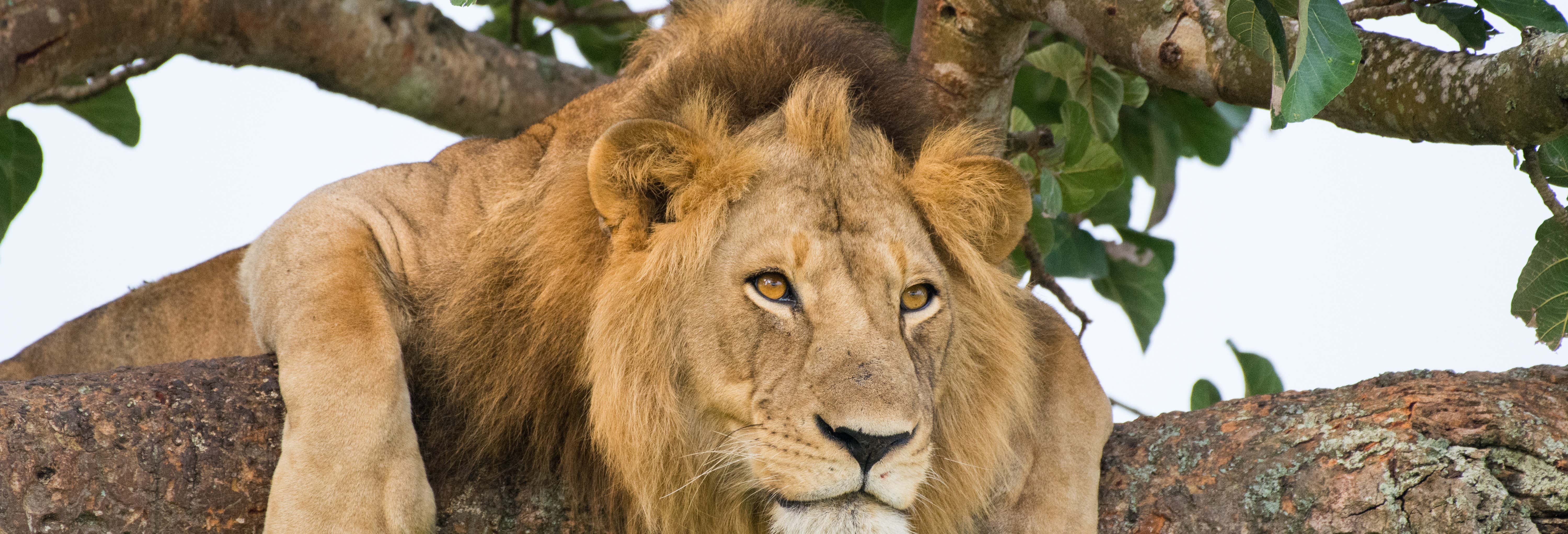 Safari di 5 giorni nel Parco Nazionale della Regina Elisabetta