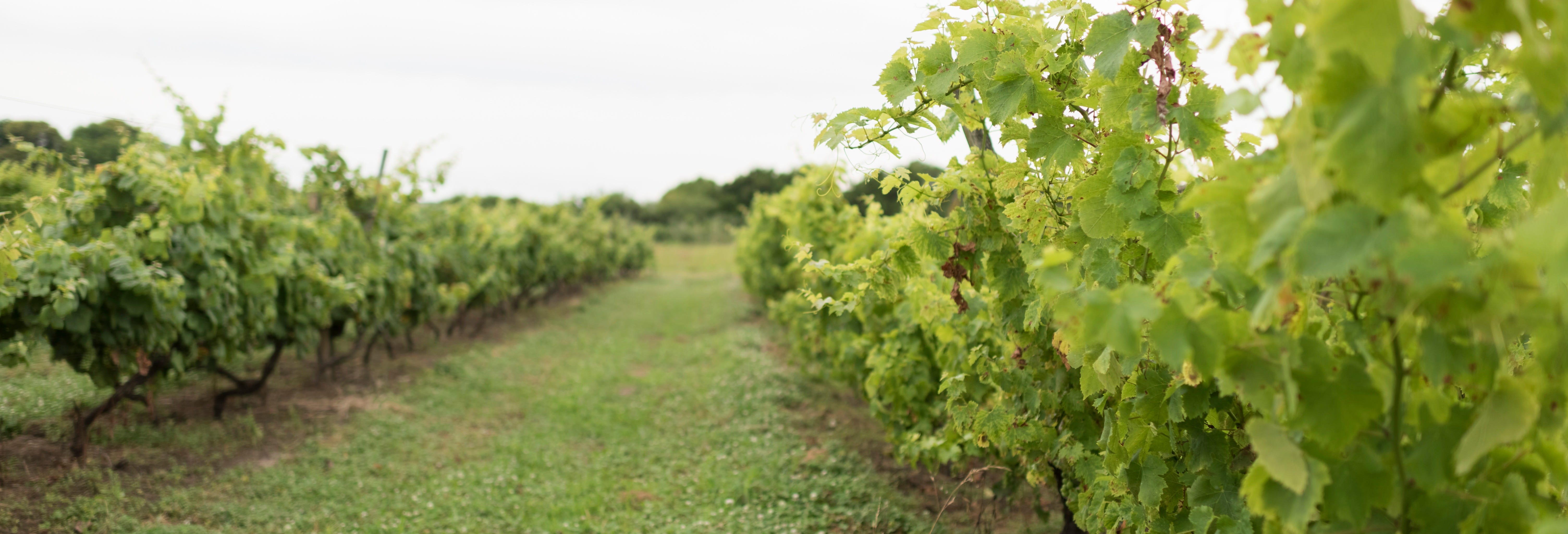 Carmelo Private Wine Tour