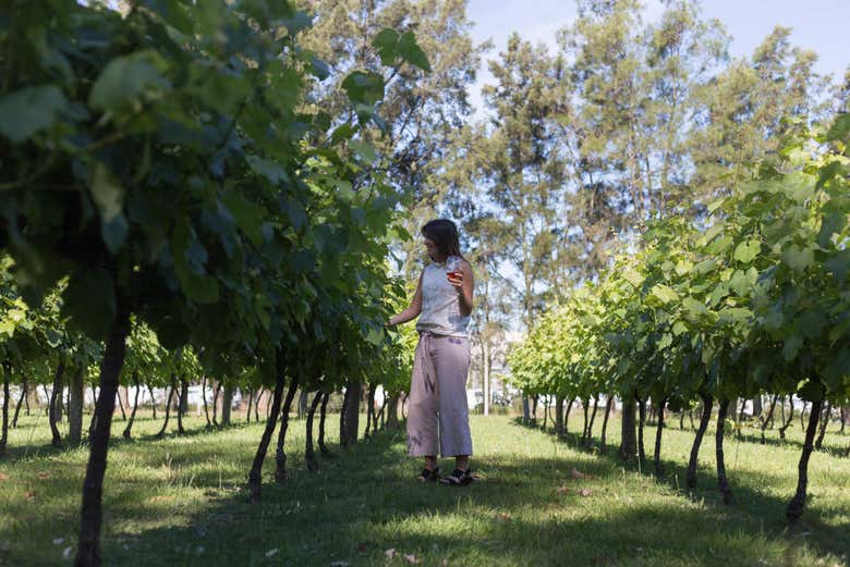 Bodegas Carrau Winery Tour