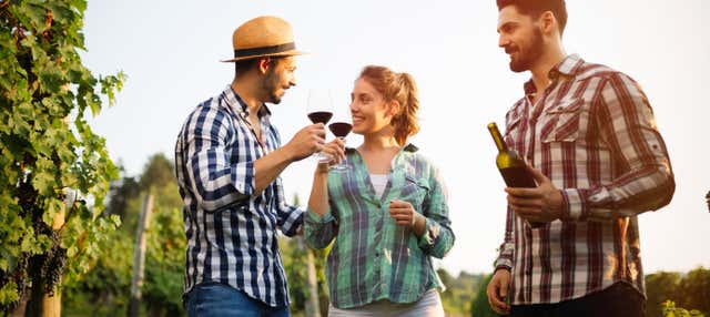 Tour privato di vigneti e cantine