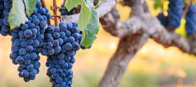 Visita della cantina di Bodega Pizzorno