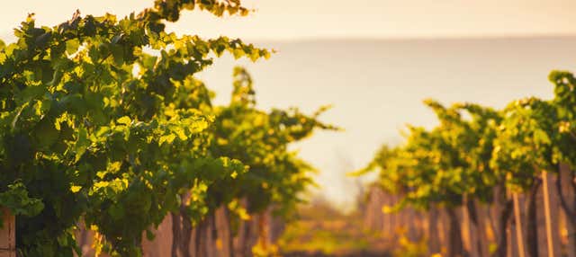 Visita a la bodega Alto de la Ballena