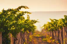 Alto de la Ballena Winery Tour & Tasting