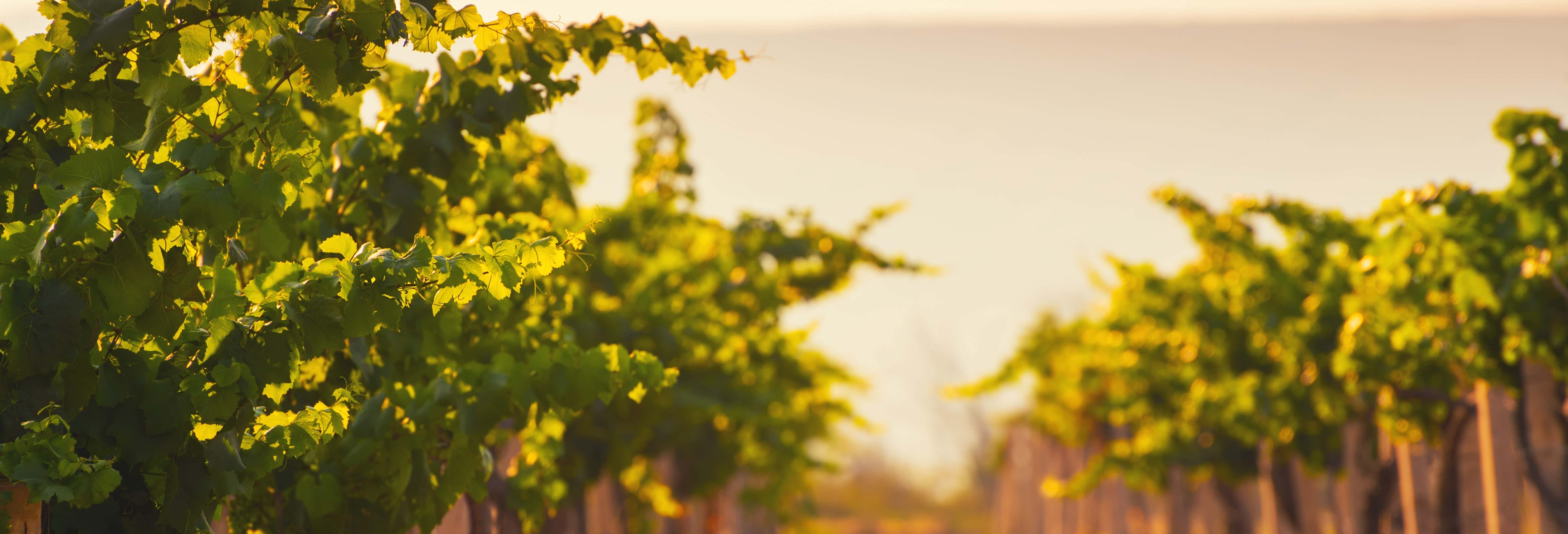 Visita alla cantina Alto de la Ballena