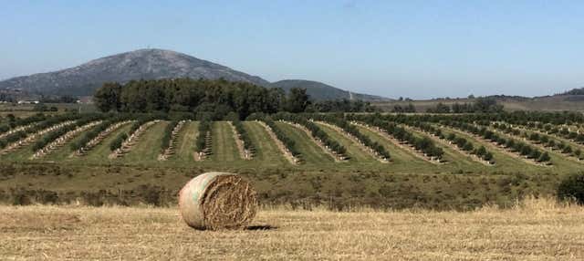Visita a la finca Olivos de las Ánimas