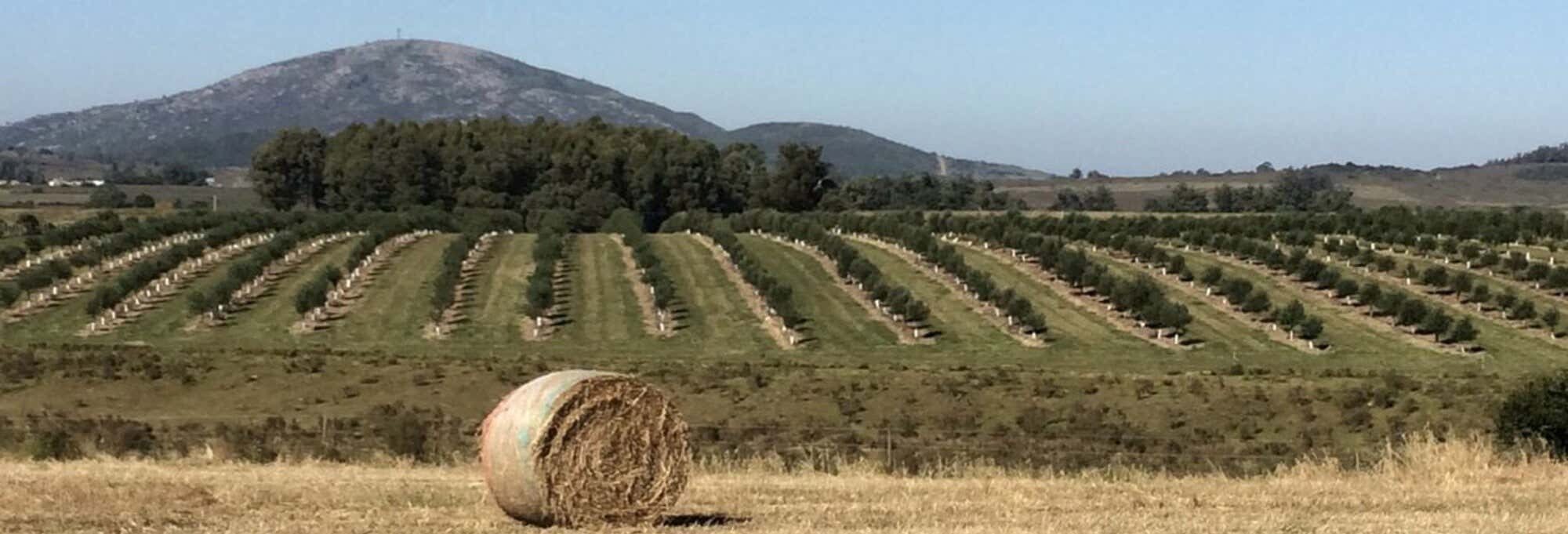 Visita al frantoio Olivos de las Ánimas
