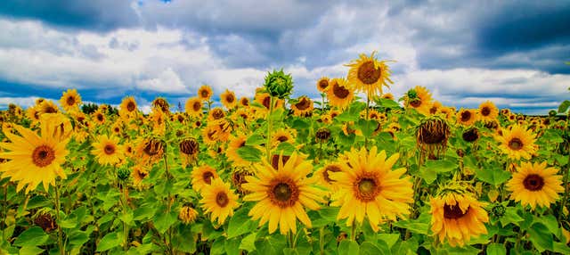 Tour dei dintorni di Da Lat