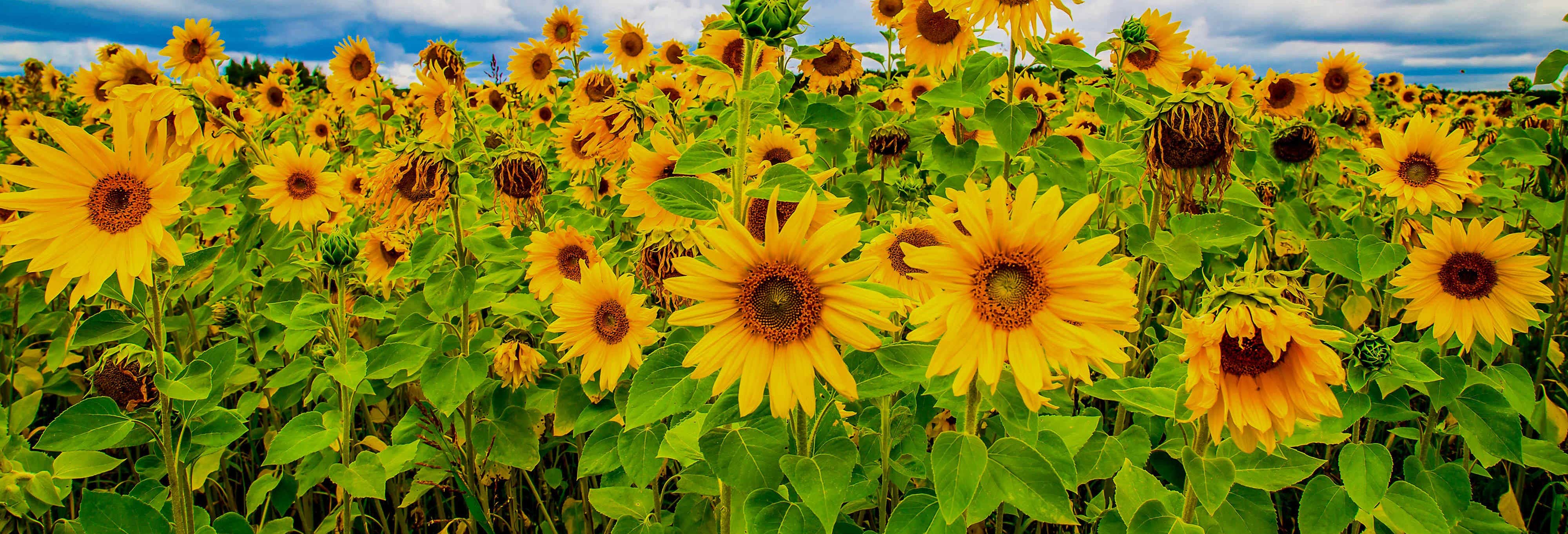 Tour dei dintorni di Da Lat