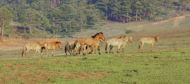 Trekking sulla montagna Langbiang