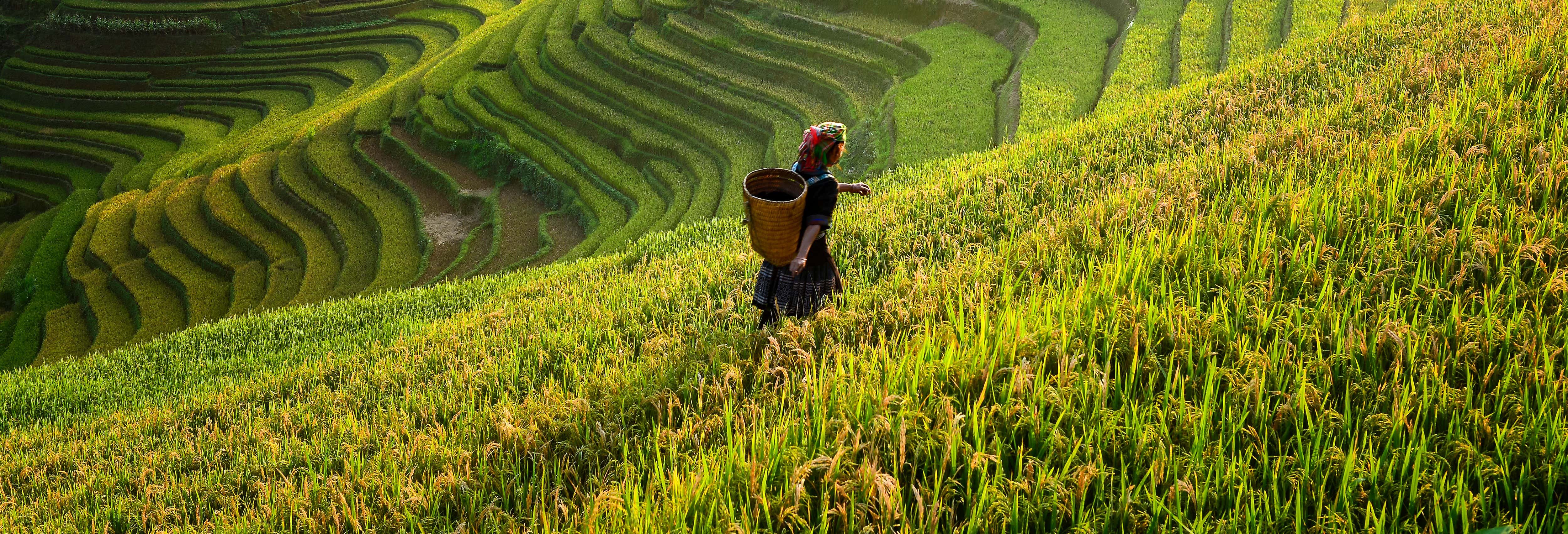 Tour de 2 o 3 días por Sapa con guía en inglés