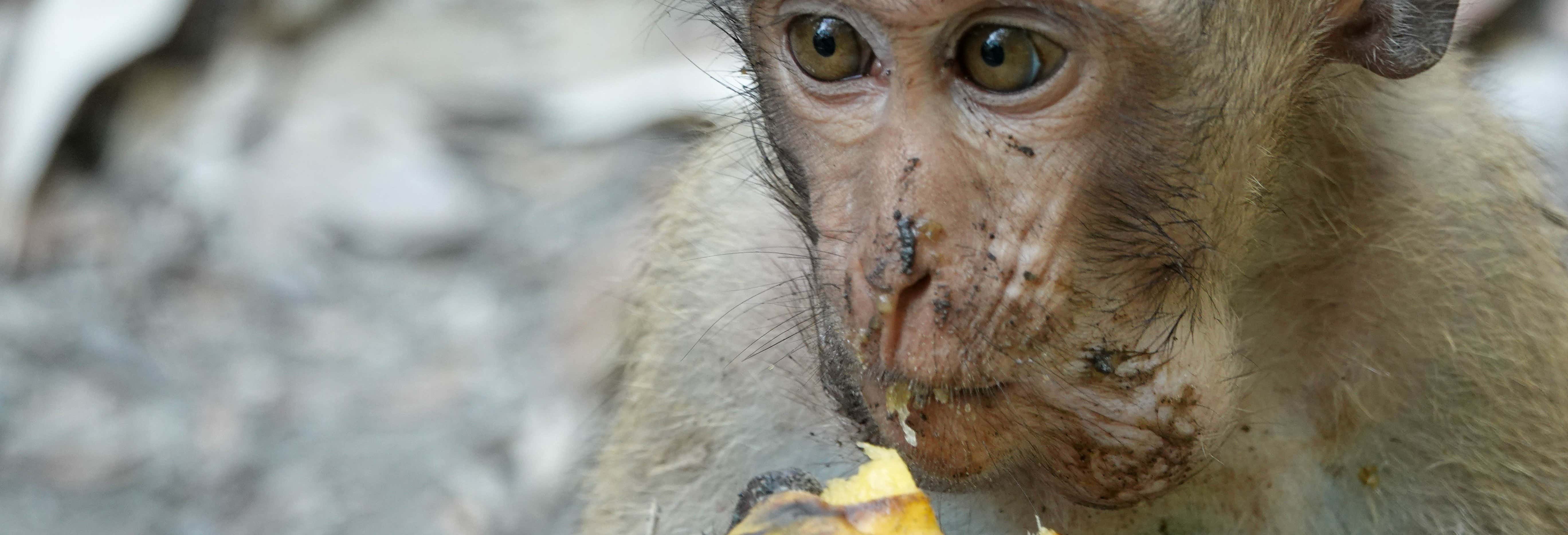 Escursione a Can Gio