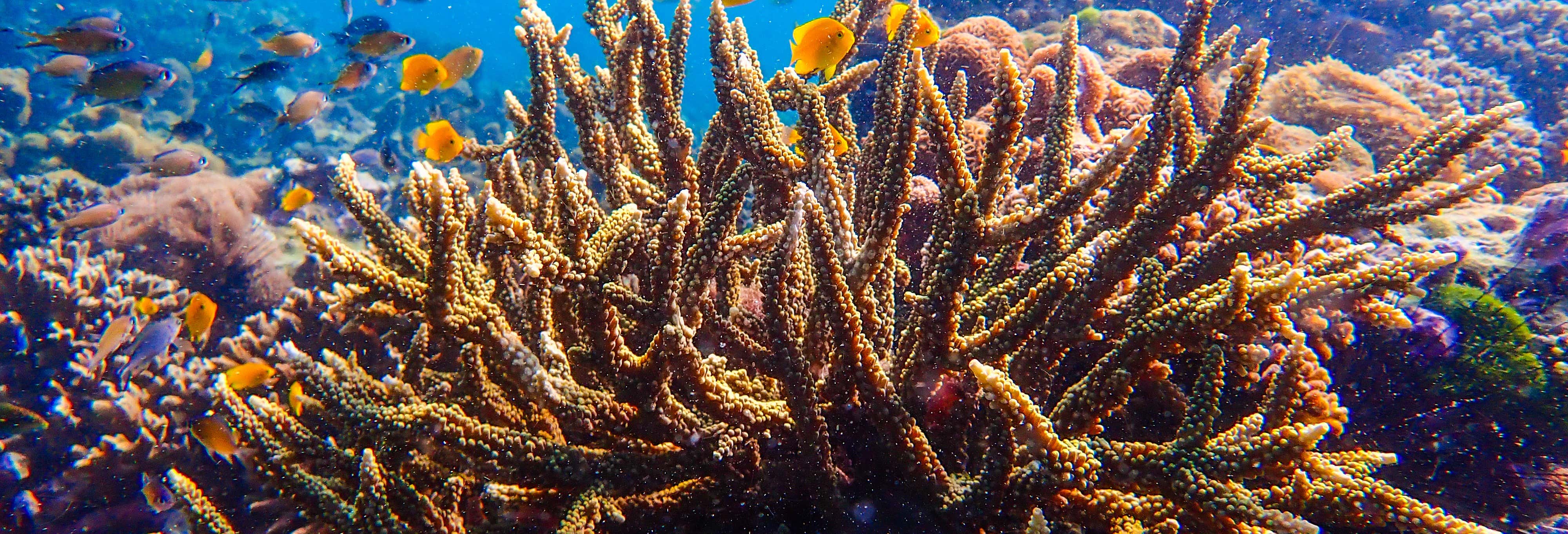 Seawalker a Nha Trang