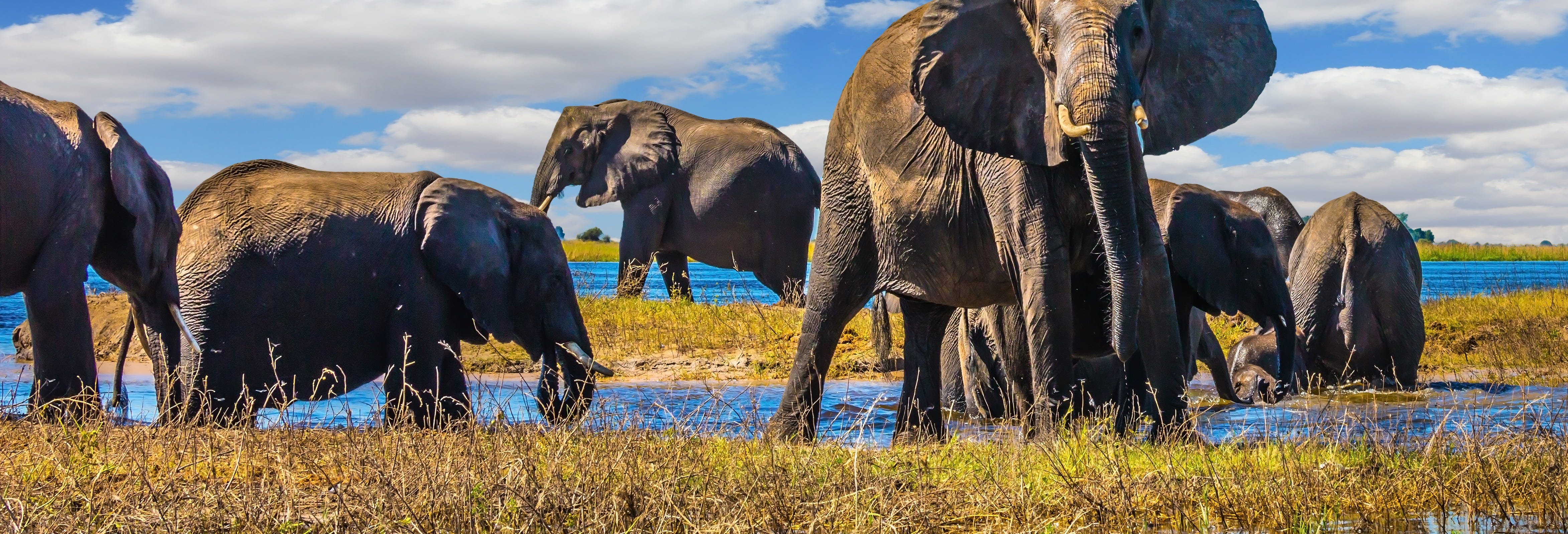 Chobe National Park Day Trip from Livingstone