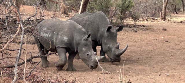 Safari nel Parco Nazionale di Mosi-Oa-Tunya
