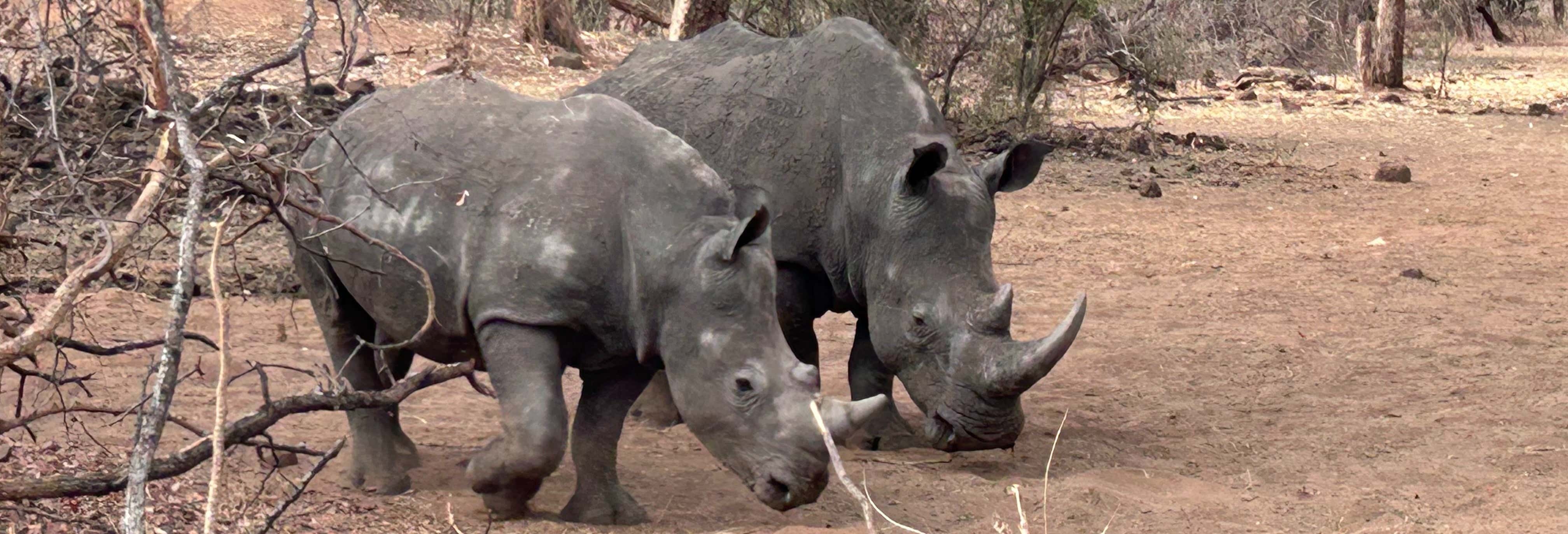 Safari nel Parco Nazionale di Mosi-Oa-Tunya