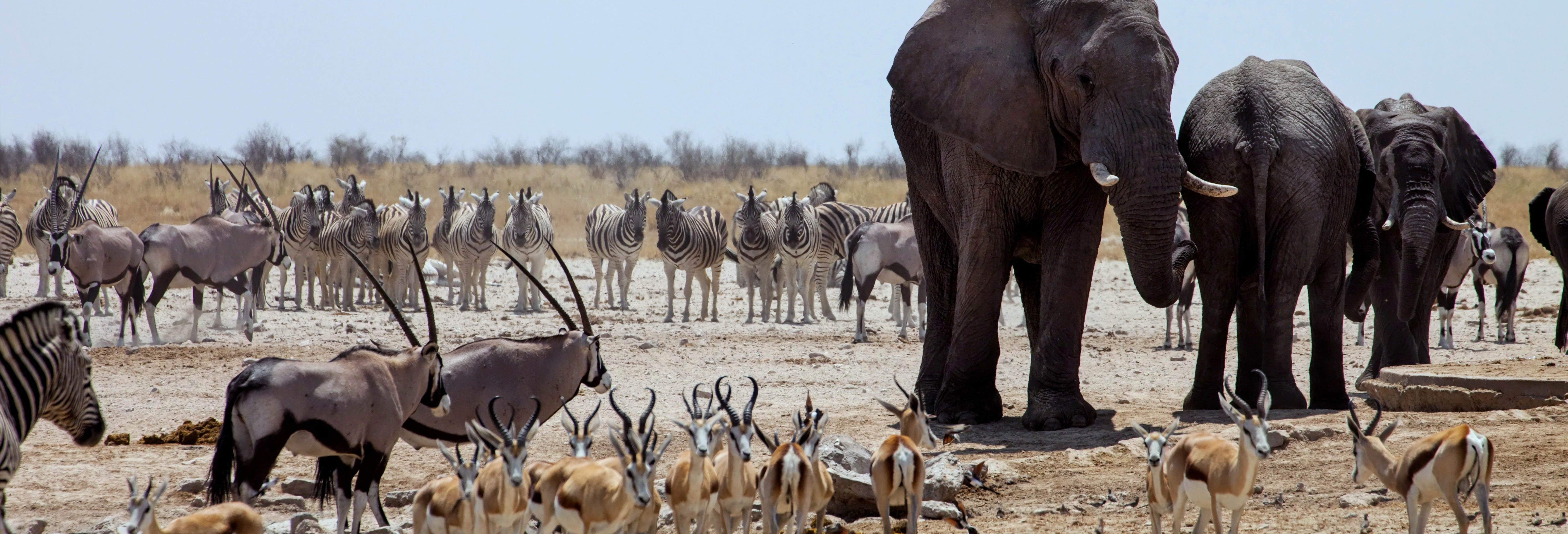 Chobe National Park Trip from Victoria Falls